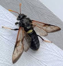 Attēlu rezultāti vaicājumam “Cimbex femoratus”