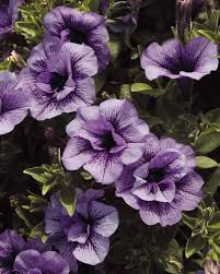 Image result for Petunia hybrida