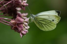 Attēlu rezultāti vaicājumam “Pieris napi female”