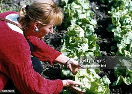 Image result for Kopfsalat