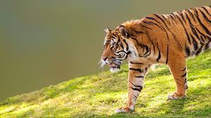 Afbeeldingsresultaat voor tijgers