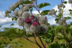 Attēlu rezultāti vaicājumam “Arctium tomentosum fruit”