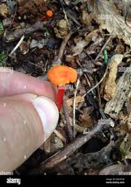 Attēlu rezultāti vaicājumam “Hygrocybe cantharellus”