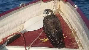 Image result for Ilfracombe Orcas Octopush Club