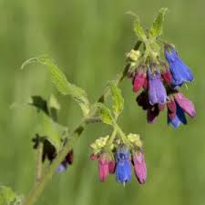 Attēlu rezultāti vaicājumam “Symphytum asperum”