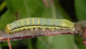 Attēlu rezultāti vaicājumam “Orthosia gothica”