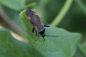 Attēlu rezultāti vaicājumam “Dryophilocoris flavoquadrimaculatus imago”