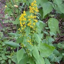 Attēlu rezultāti vaicājumam “Solidago virgaurea leaf”