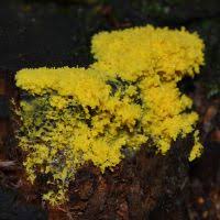 Attēlu rezultāti vaicājumam “Fuligo laevis”