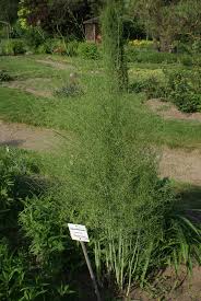 Attēlu rezultāti vaicājumam “Asparagus officinalis”