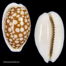 Attēlu rezultāti vaicājumam “Cribraria martinii macro”