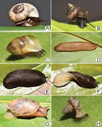 Attēlu rezultāti vaicājumam “Succinea”