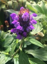 Attēlu rezultāti vaicājumam “Prunella vulgaris”