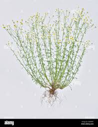 Attēlu rezultāti vaicājumam “Matricaria chamomilla flower”