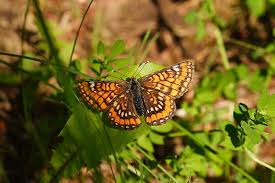 Attēlu rezultāti vaicājumam “Euphydryas maturna”