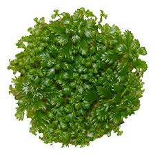 Attēlu rezultāti vaicājumam “Hottonia palustris leaf”