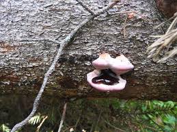 Attēlu rezultāti vaicājumam “Fomitopsis rosea”