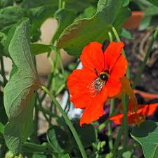Attēlu rezultāti vaicājumam “Tropaeolum majus bud”