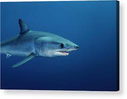 Image result for Isurus oxyrinchus