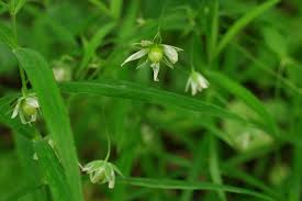 Attēlu rezultāti vaicājumam “Stellaria holostea fruit”