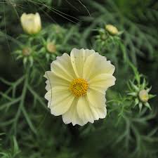 Image result for Cosmos bipinnatus