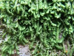 Attēlu rezultāti vaicājumam “Lejeunea cavifolia”