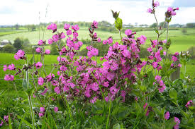 Attēlu rezultāti vaicājumam “Silene dioica”