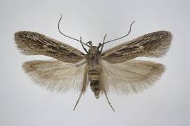 Attēlu rezultāti vaicājumam “Gelechia scotinella”