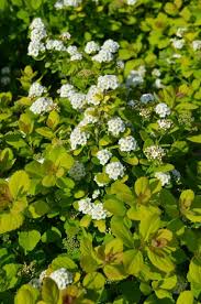 Attēlu rezultāti vaicājumam “Spiraea”