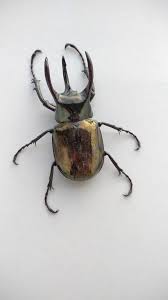 Attēlu rezultāti vaicājumam “Rhynocoris annulatus imago”