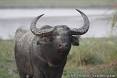 "dating sites asian Buffalo"