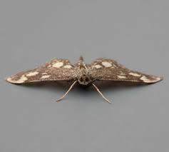 Attēlu rezultāti vaicājumam “Anania stachydalis”