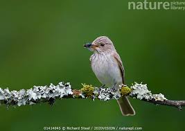 Attēlu rezultāti vaicājumam “Muscicapa striata”