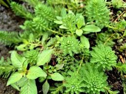 Attēlu rezultāti vaicājumam “Myriophyllum alterniflorum leaf”