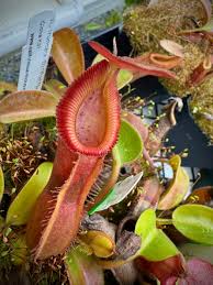 Attēlu rezultāti vaicājumam “Edwardsiana geometrica”