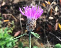 Attēlu rezultāti vaicājumam “Centaurea jacea fruit”