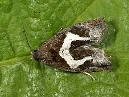 Attēlu rezultāti vaicājumam “Epiblema foenella”