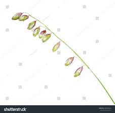 Attēlu rezultāti vaicājumam “Melica nutans leaf”