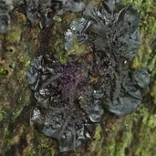 Attēlu rezultāti vaicājumam “Collema”