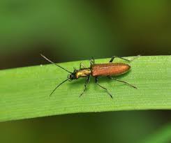 Attēlu rezultāti vaicājumam “Chrysanthia viridissima”