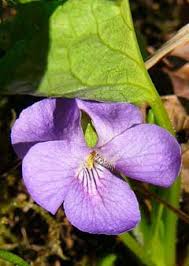 Attēlu rezultāti vaicājumam “Viola mirabilis leaf”