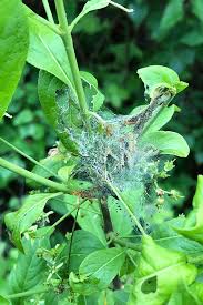 Attēlu rezultāti vaicājumam “Yponomeuta malinellus / cagnagella imago”