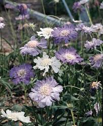 Image result for scabiosa caucasica
