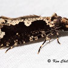 Attēlu rezultāti vaicājumam “Scardia boletella”