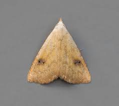 Attēlu rezultāti vaicājumam “Rivula sericealis”