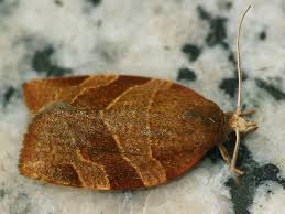 Attēlu rezultāti vaicājumam “Pandemis cinnamomeana”