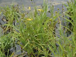 Attēlu rezultāti vaicājumam “Ranunculus lingua leaf”
