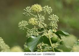 Attēlu rezultāti vaicājumam “Hedera helix  flower”