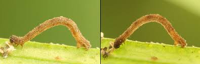 Attēlu rezultāti vaicājumam “Idaea serpentata”
