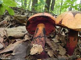 Attēlu rezultāti vaicājumam “Boletus luridus”